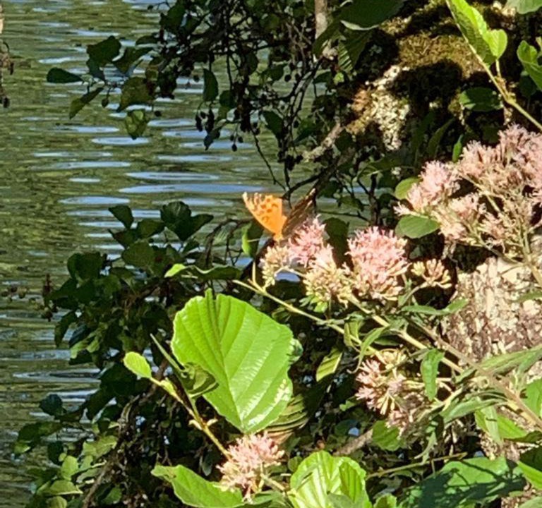 Photo of Others in Saint-Victor-de-Morestel