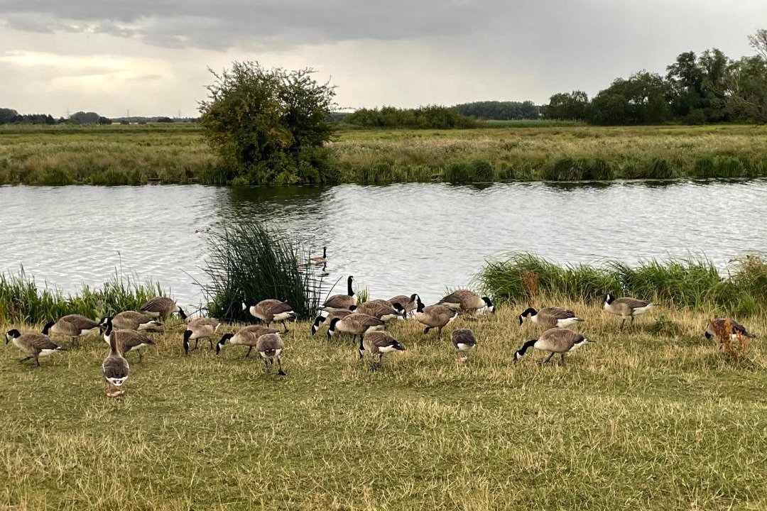 Photo of Others in Littleport