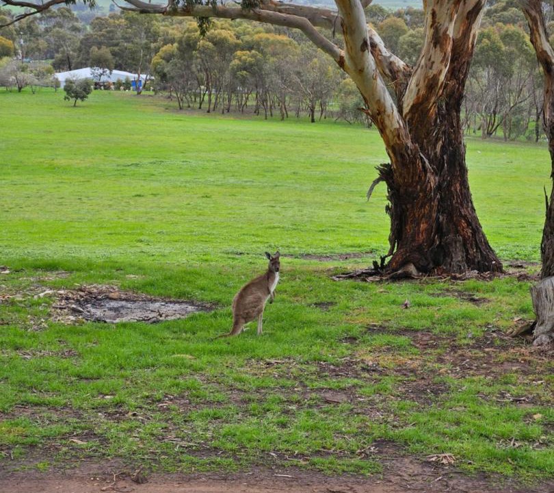 Photo of Others in Mintaro