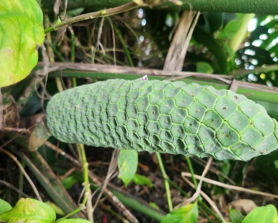 Photo of Others in Keaau