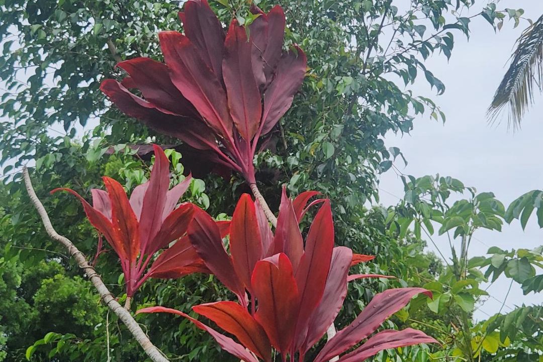 Photo of Others in Keaau