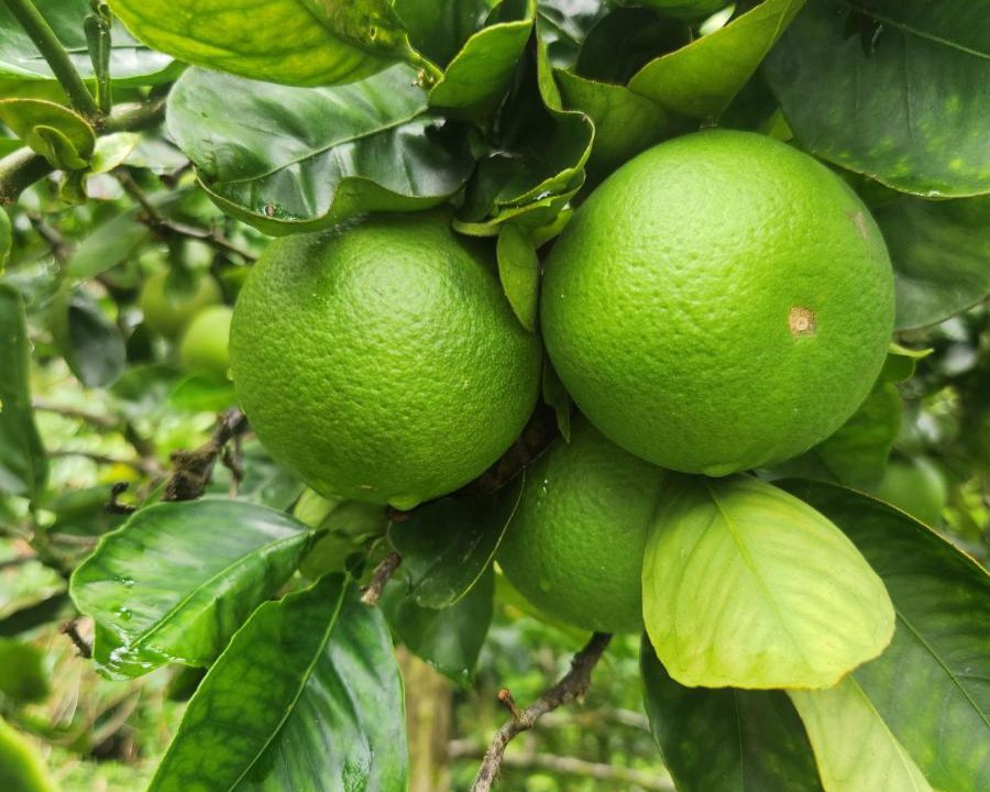 Photo of Others in Keaau