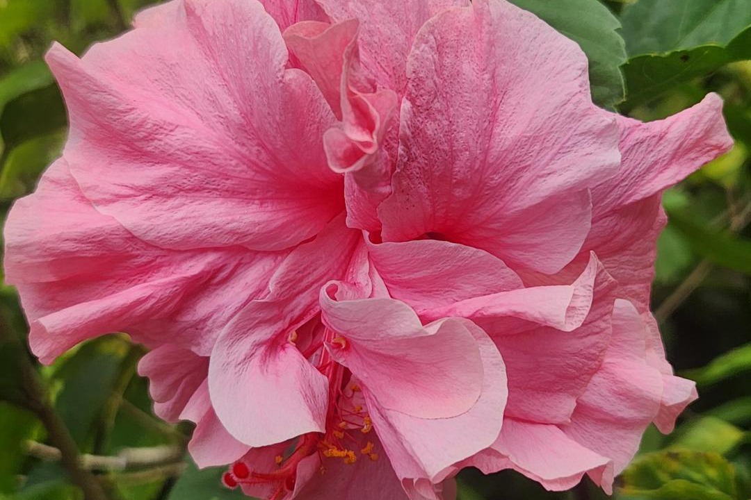 Photo of Others in Keaau