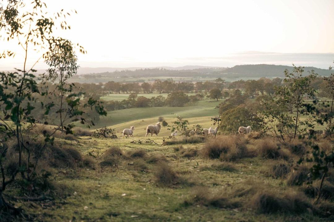 Photo of Others in Metcalfe