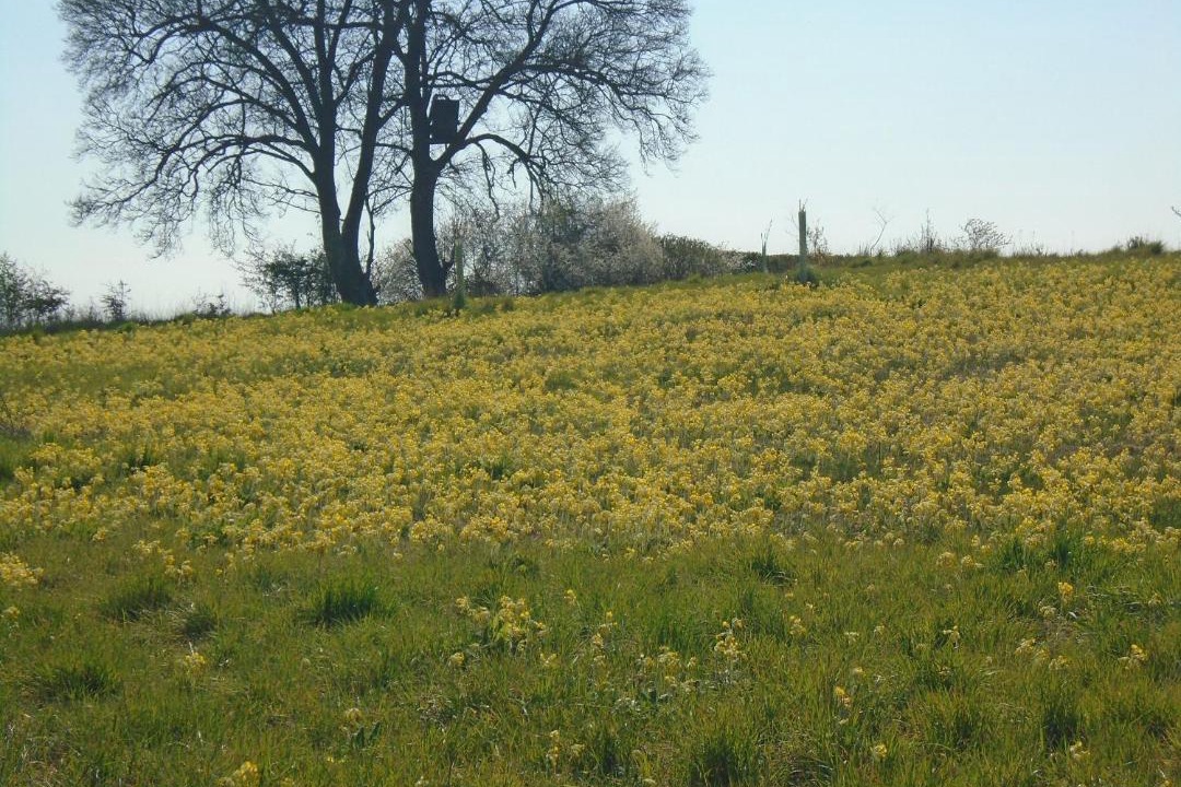 Photo of Others in Bungay