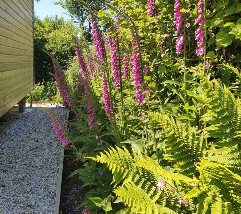 Photo of Others in St Teath