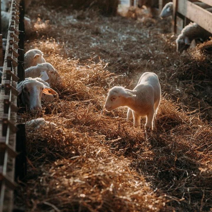 Photo of Others in Roumare