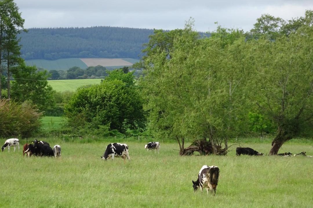 Photo of Others in Pembridge
