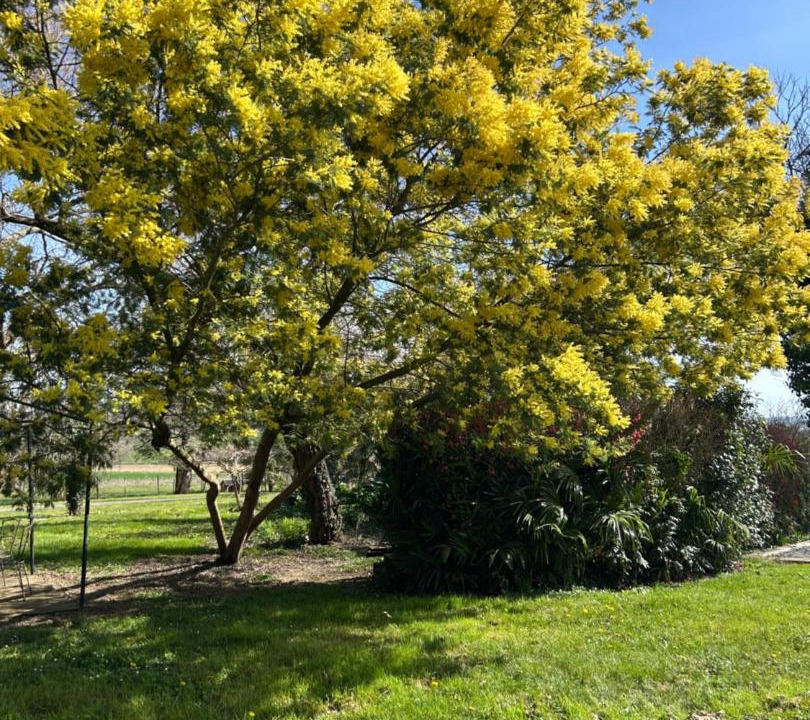 Photo of Others in Marciac