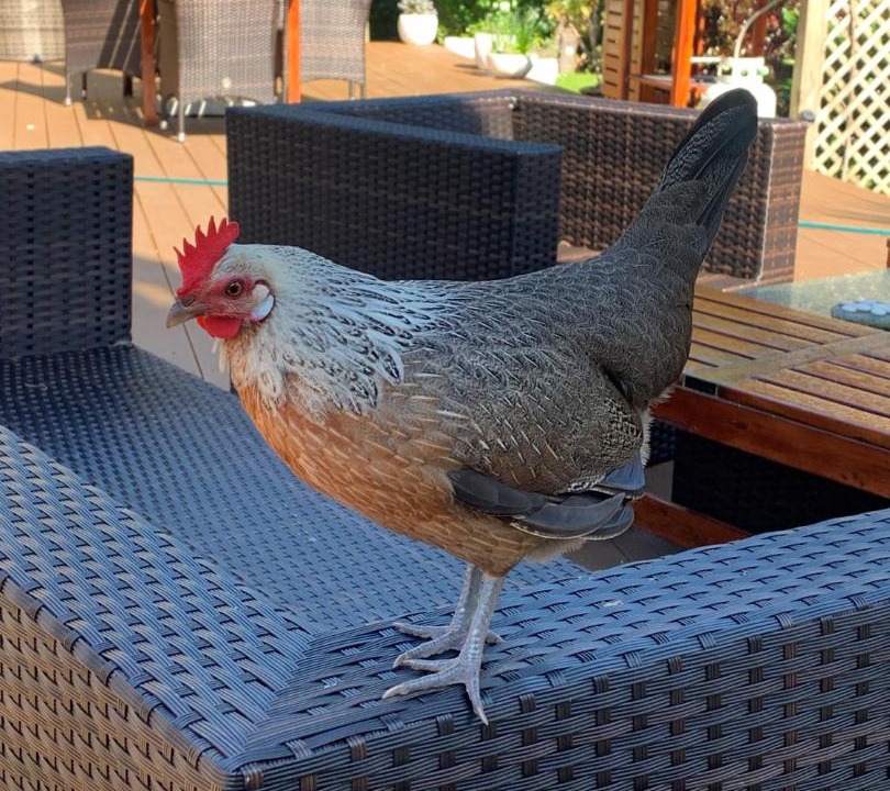 Photo of Others in Whanganui