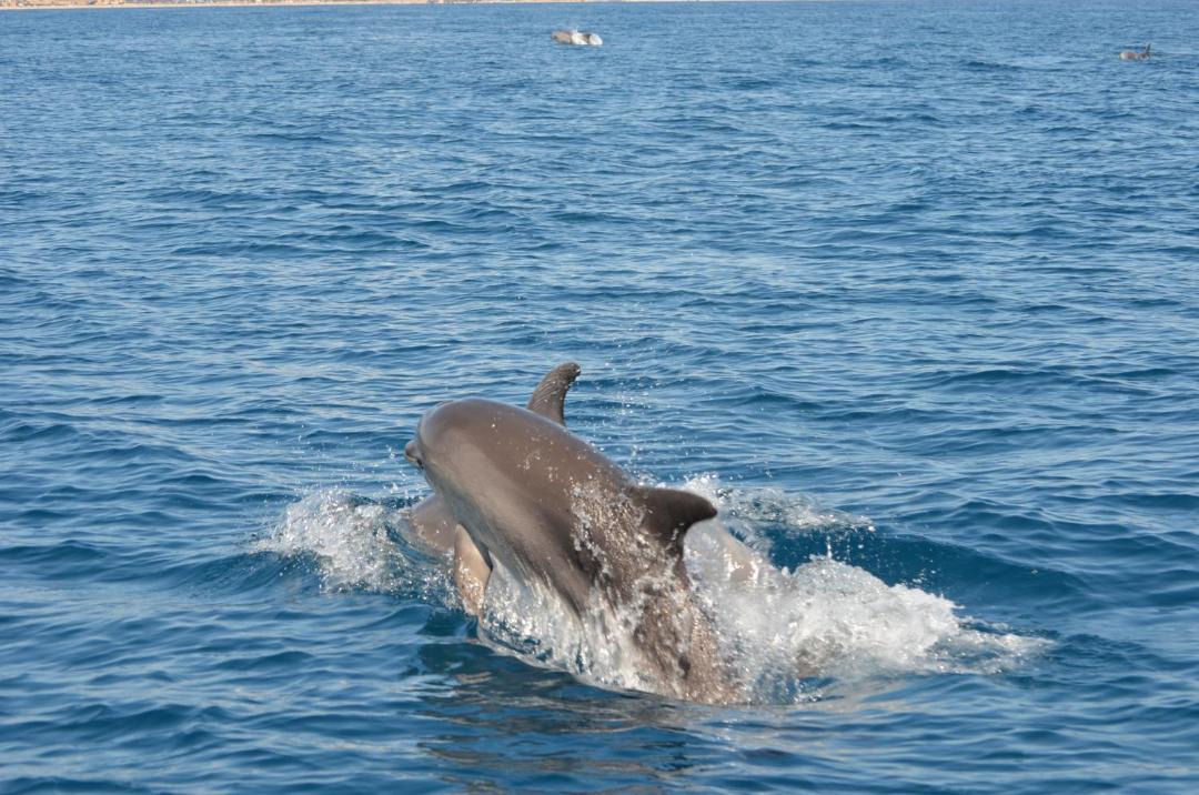 Photo of Others in Coveta Fuma