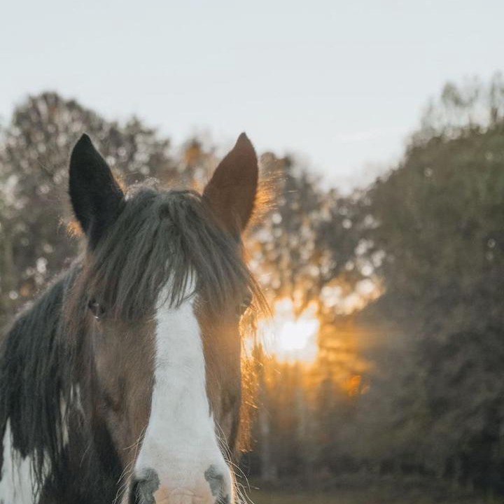Photo of Others in Chavanat