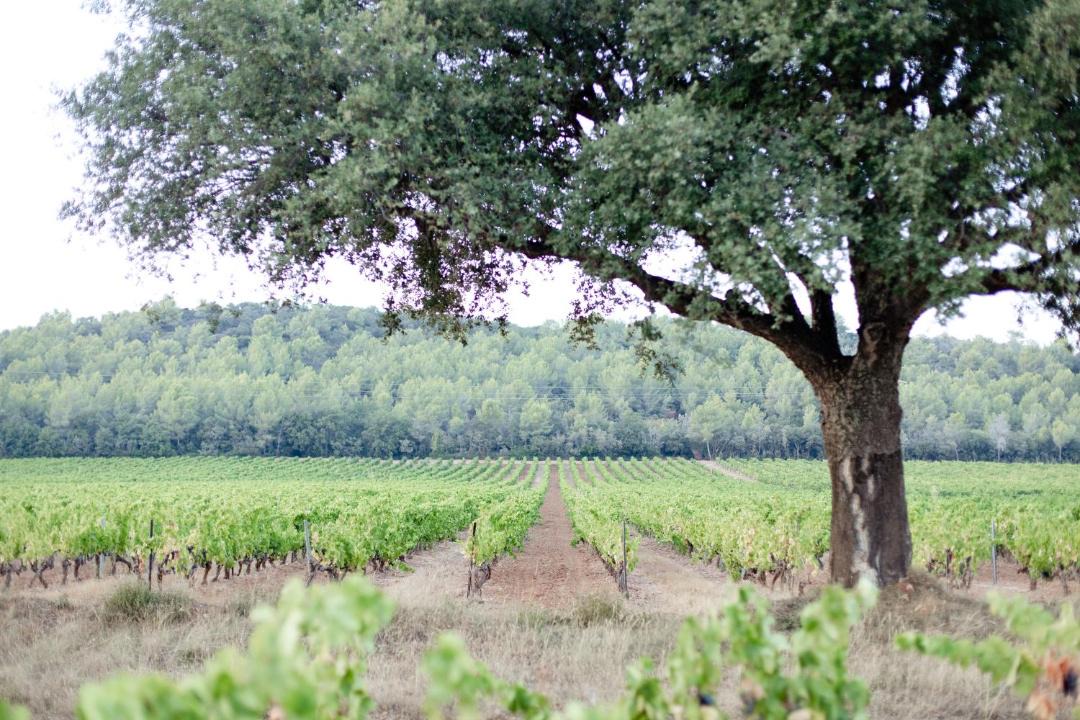 Photo of Others in La Crau