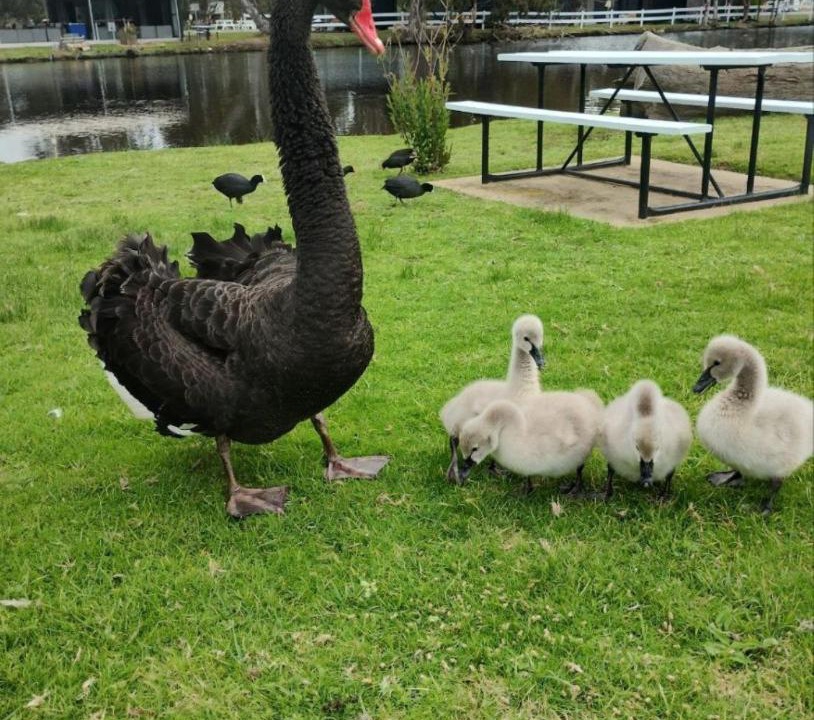 Photo of Others in Stawell