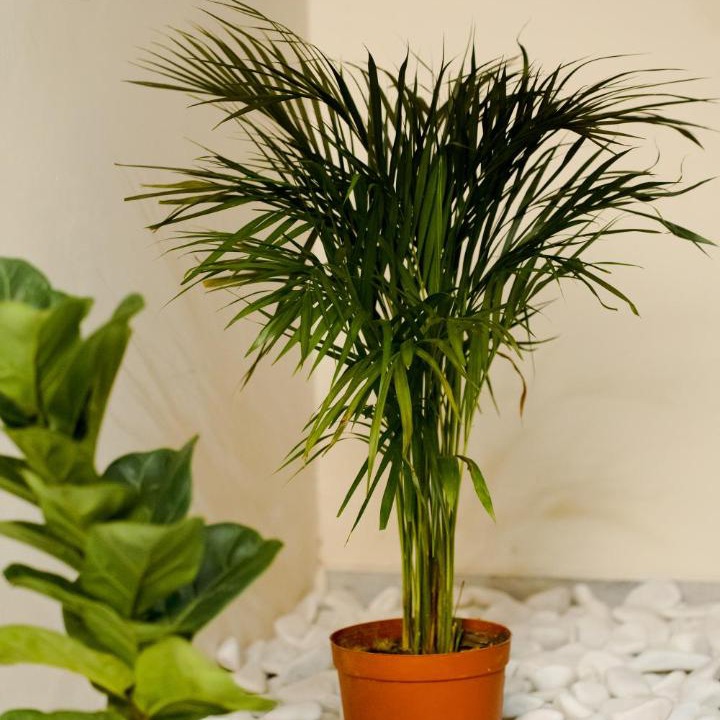 Photo of Others in Kuala Lumpur