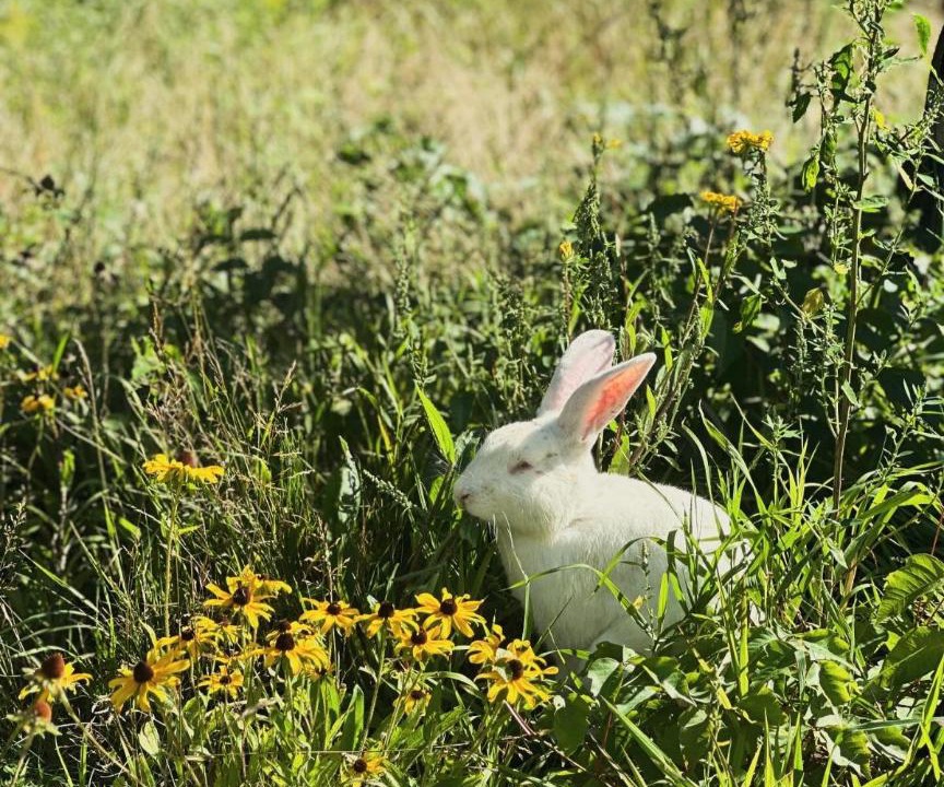 Photo of Others in Rumney