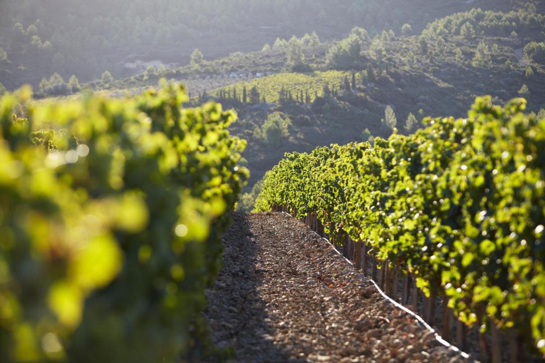 Photo of Others in Portel-des-Corbieres