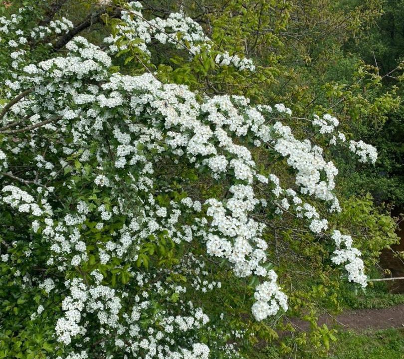 Photo of Outdoor in Wimmenau