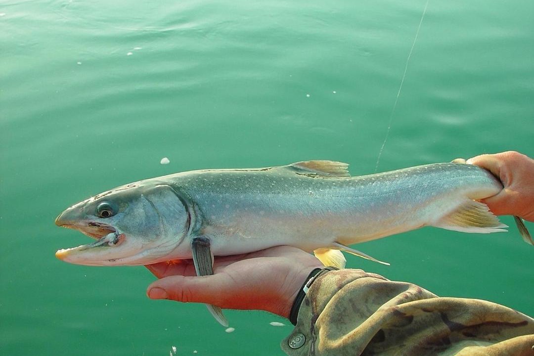 Photo of Others in Riggins Hot Springs