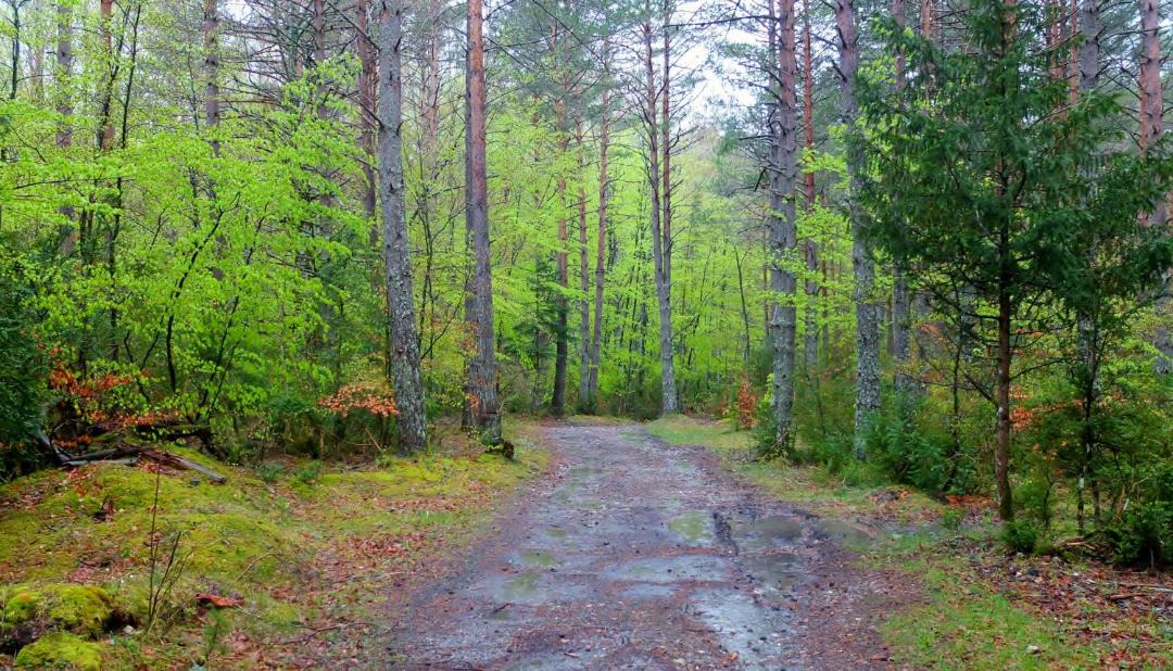 Photo of Outdoor in Roncal - Erronkari