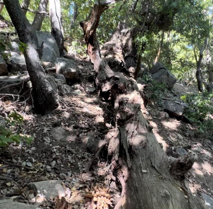Photo of Others in Lake Arrowhead