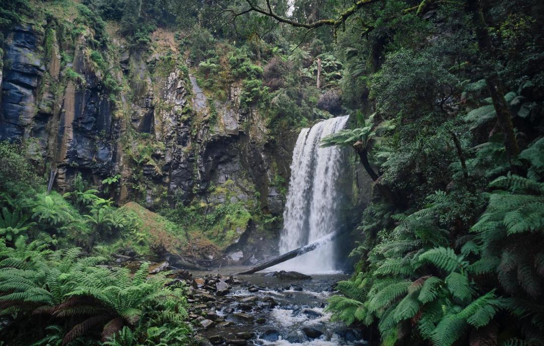 Photo of Others in Beech Forest