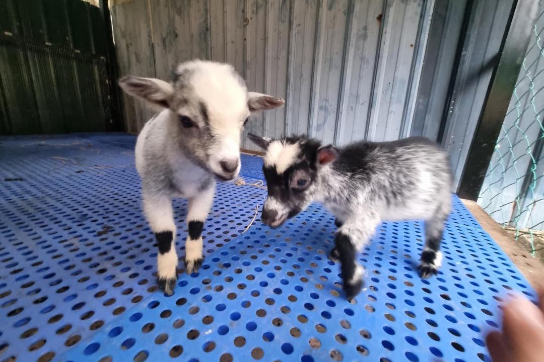 Photo of Others in Lenggeng