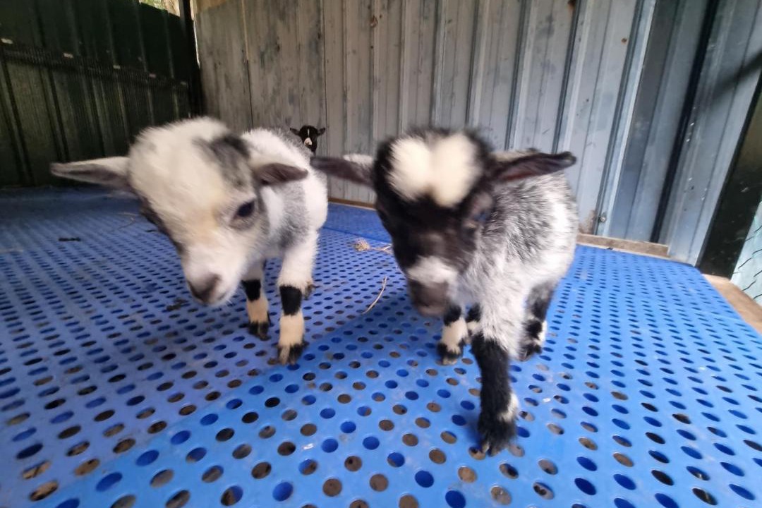 Photo of Others in Lenggeng