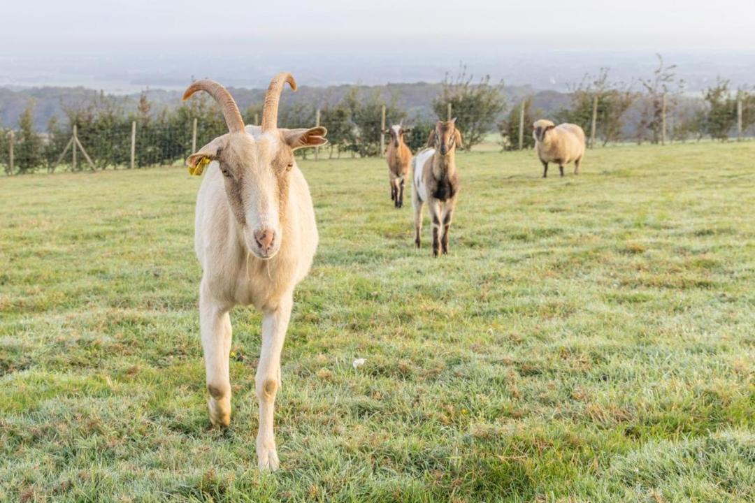 Photo of Others in Fiennes