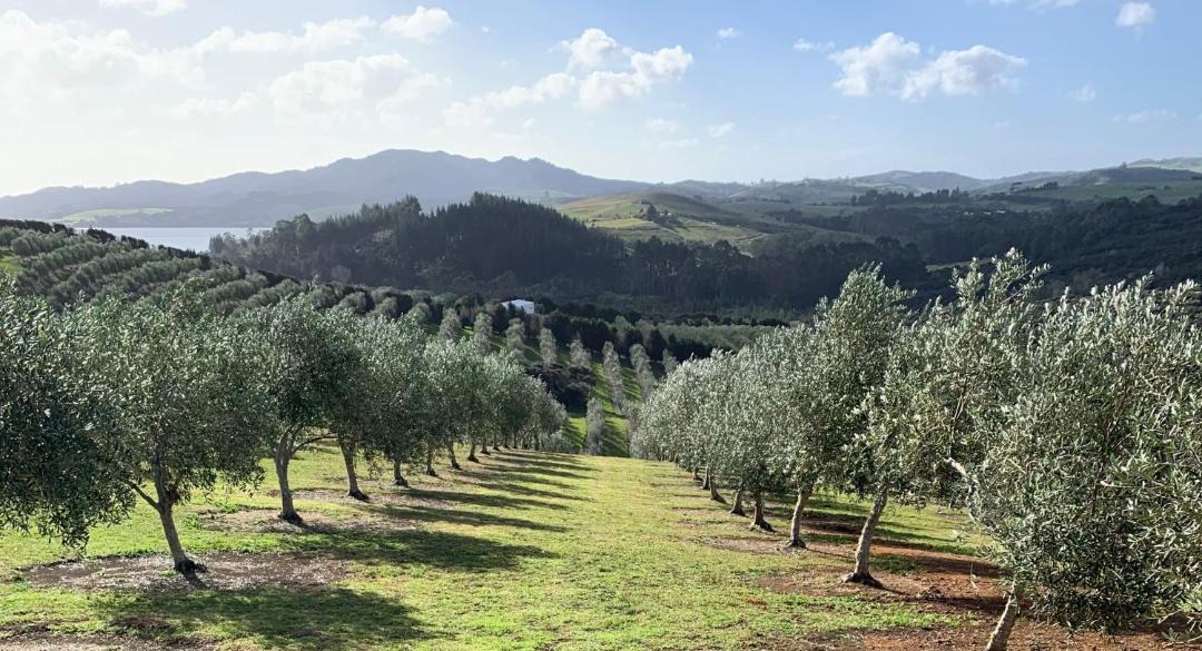 Photo of Others in Mangonui