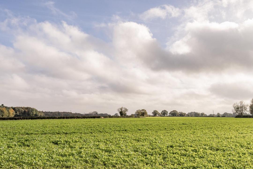 Photo of Others in Field Dalling