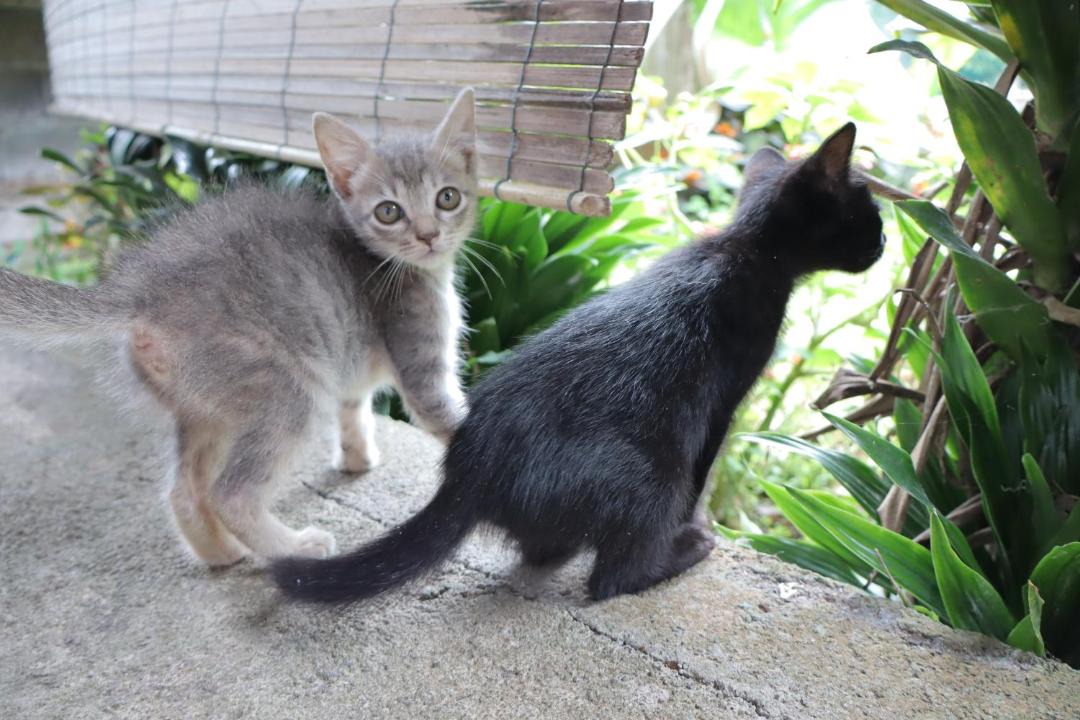 Photo of Others in Tomohon