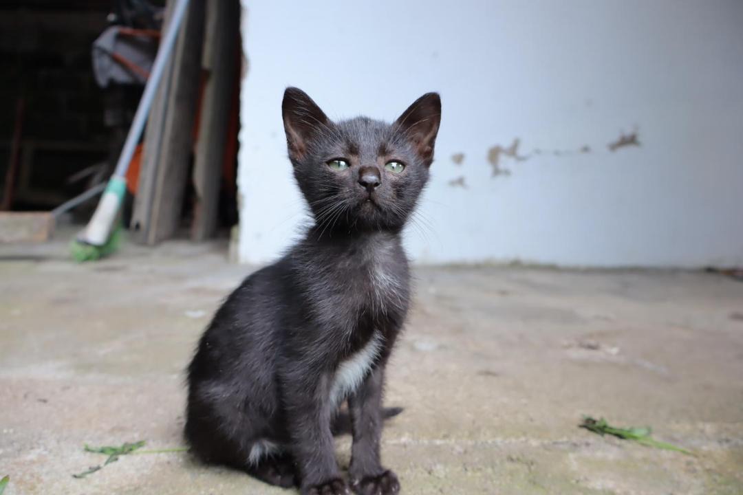 Photo of Others in Tomohon