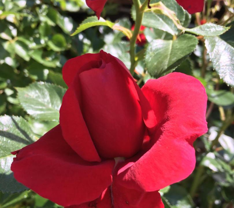 Photo of Outdoor in Louhans