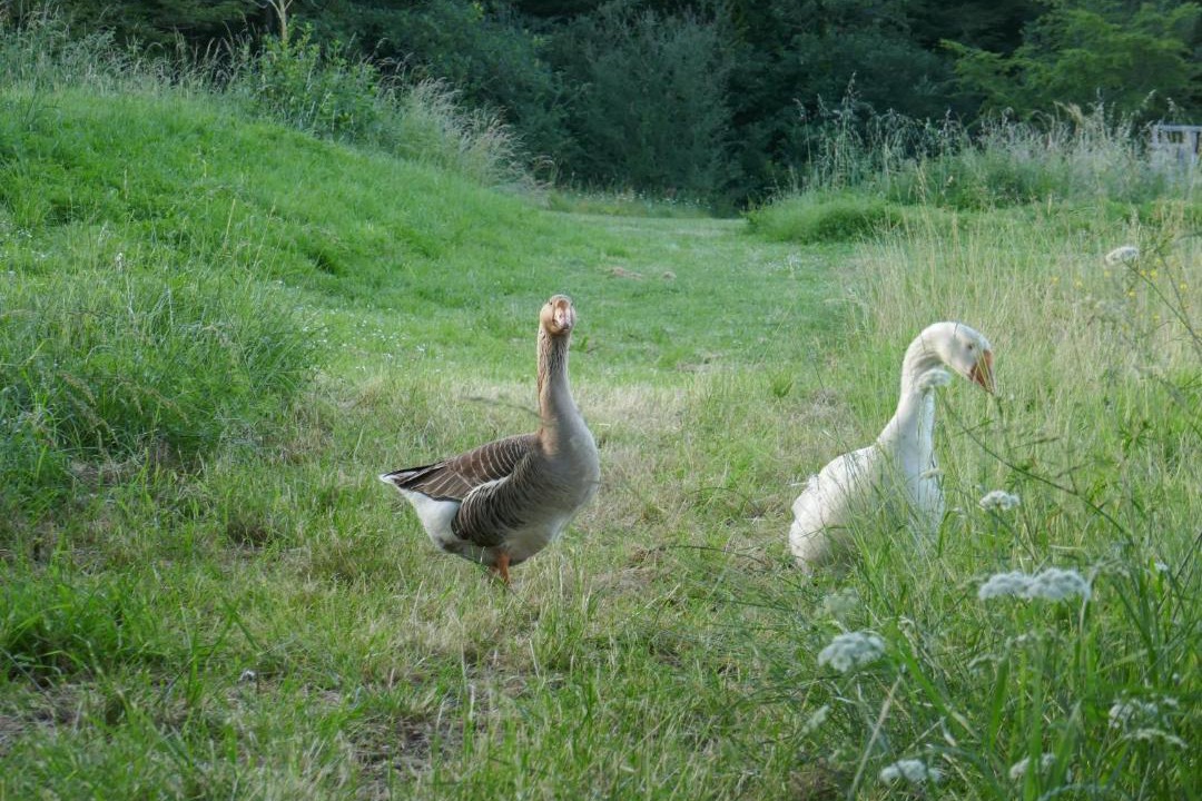 Photo of Others in Serignac