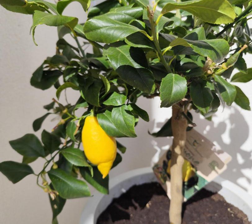 Photo of Others in Queven