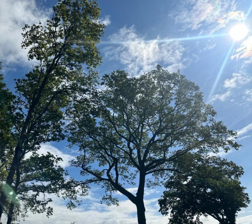 Photo of Others in Treauray