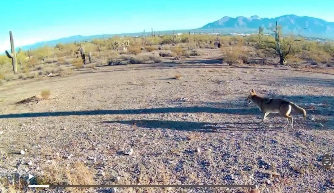 Photo of Others in Tucson