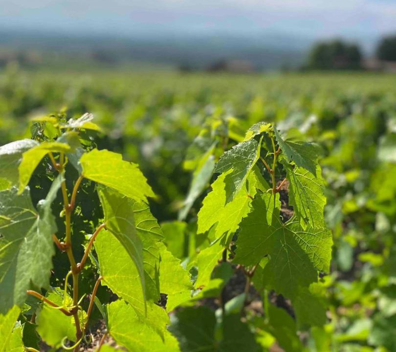 Photo of Others in Charnay