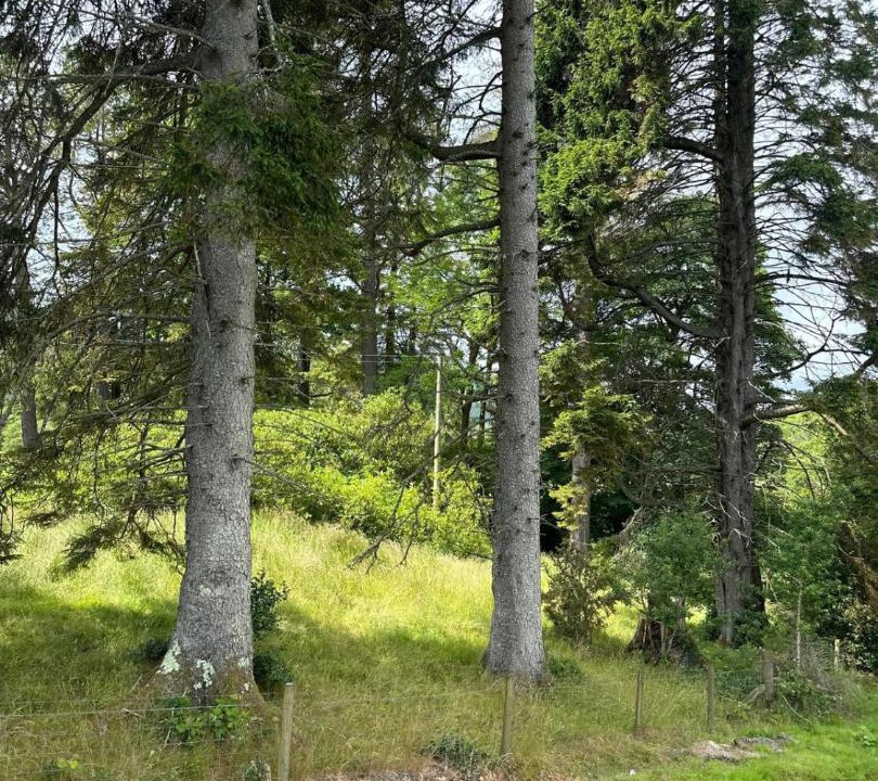 Photo of Others in Ardentinny