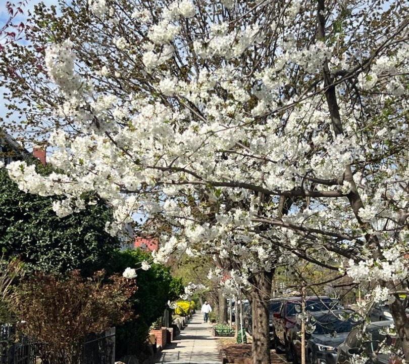 Photo of Outdoor in Bloomingdale