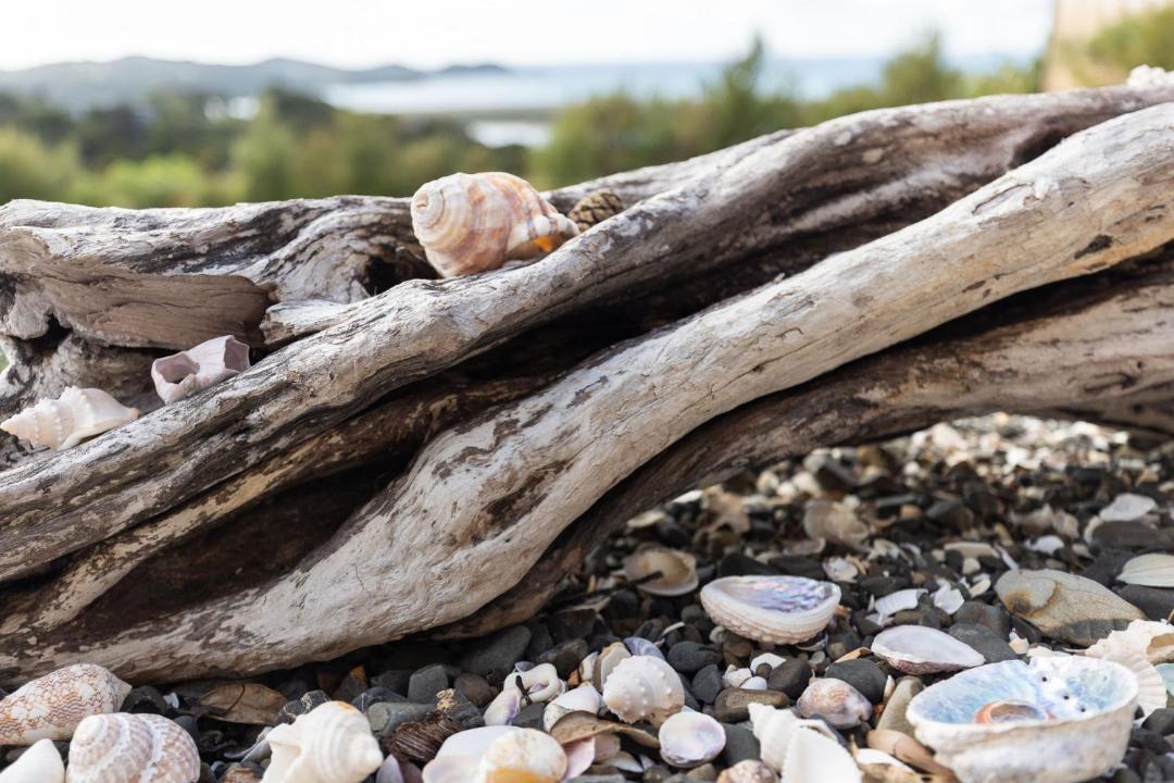 Photo of Others in Ngunguru