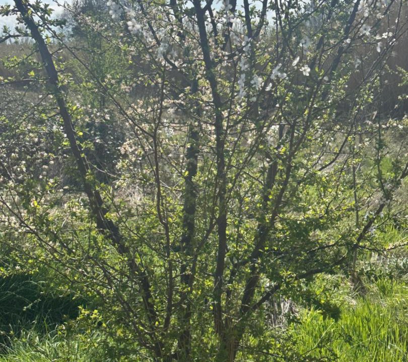 Photo of Others in Bouilhonnac