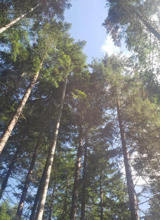 Photo of Others in Sunny Valley