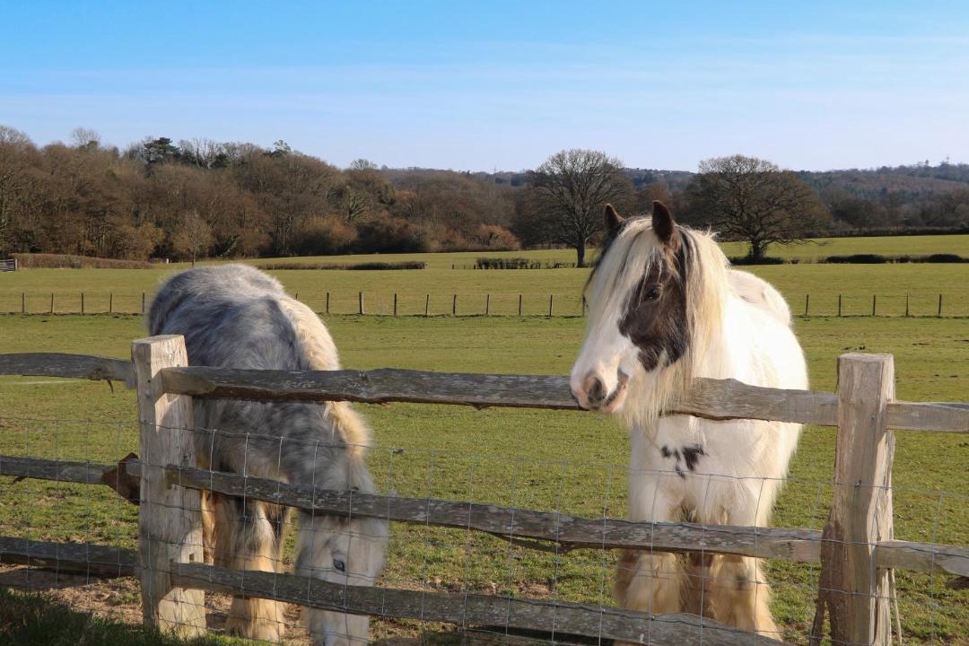 Photo of Others in Sedlescombe