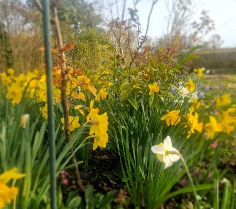 Photo of Others in La Saulsotte