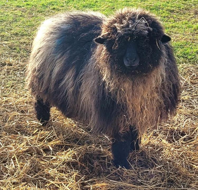 Photo of Others in North Watten