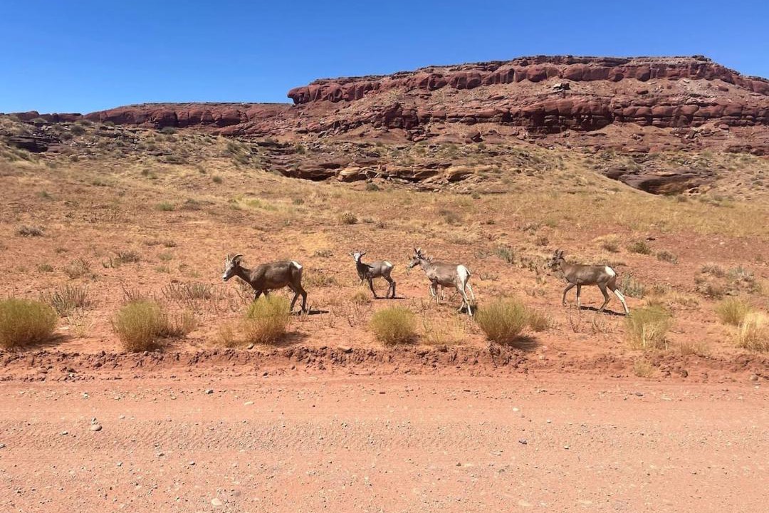 Photo of Others in Moab