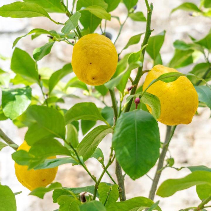 Photo of Others in Correze