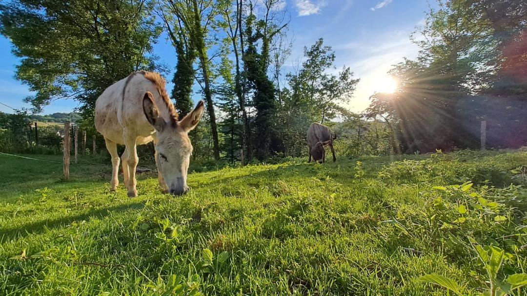 Photo of Others in La Bridoire